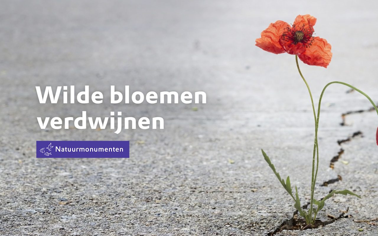 20190312_Natuurmonumenten_Wilde bloemen_16x9